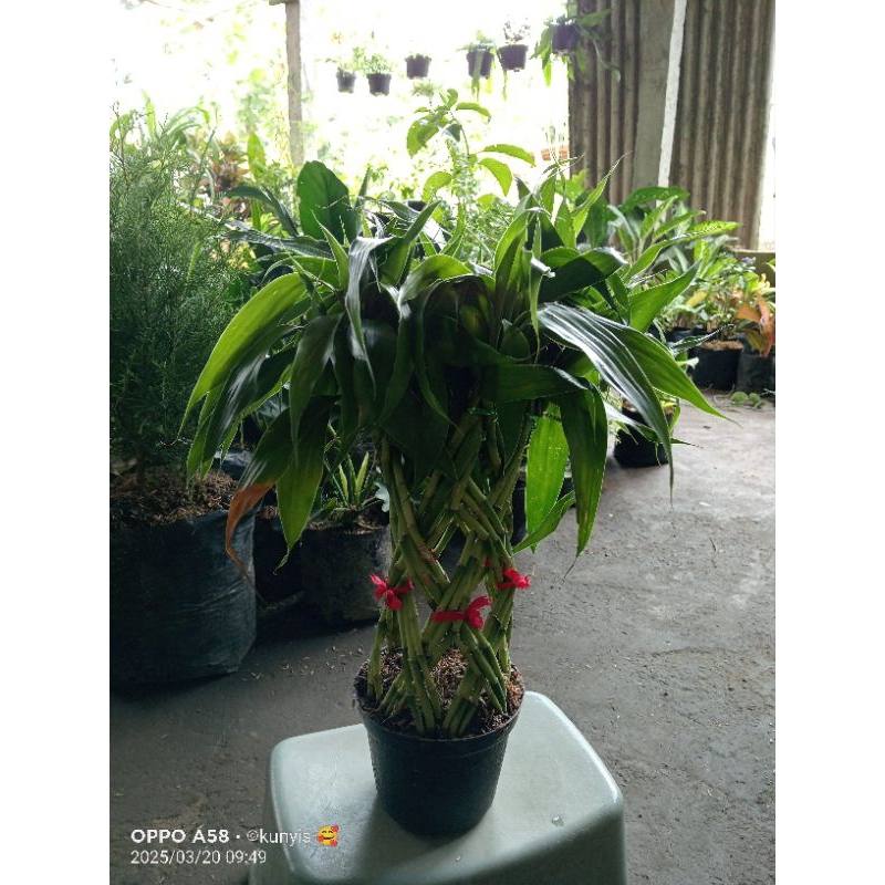 Lionmarket Bambu Anyam/Bambu Hoki + Pot (Full Set)