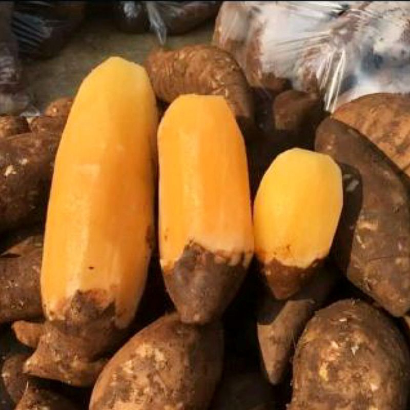 

Ubi Yakon 800 Gram - 1000 Gram
