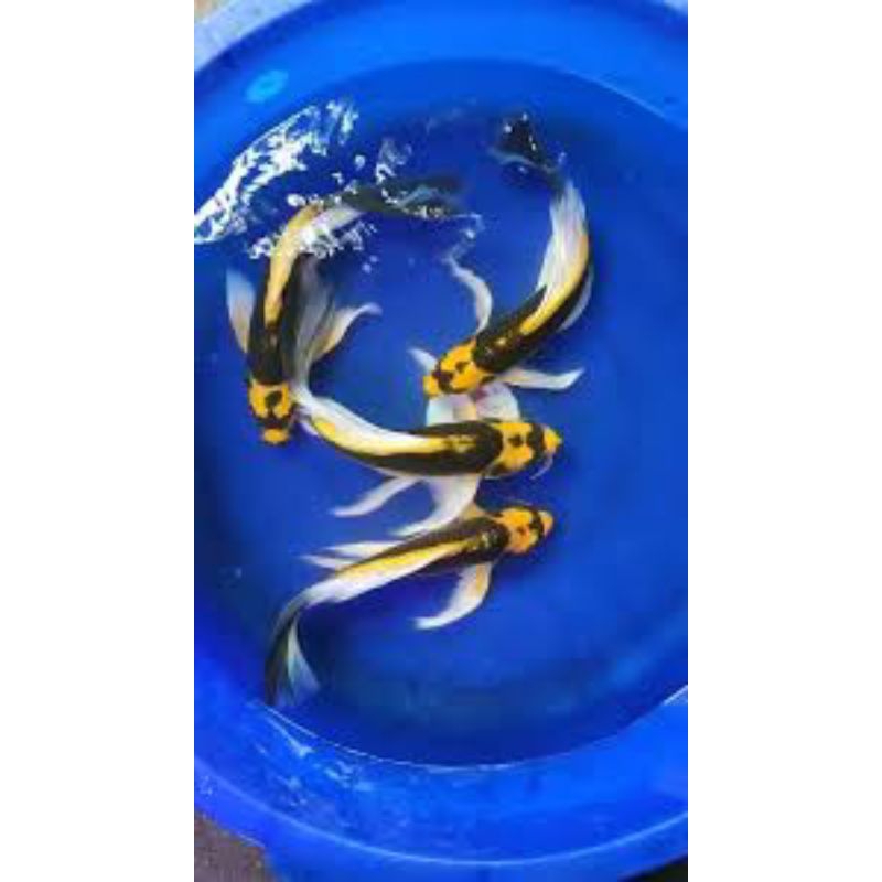 koi Kabuto sleyer/koi Blitar size 10-12 cm warna cerah