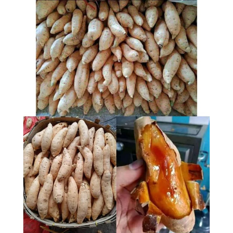 

ubi Cilembu madu