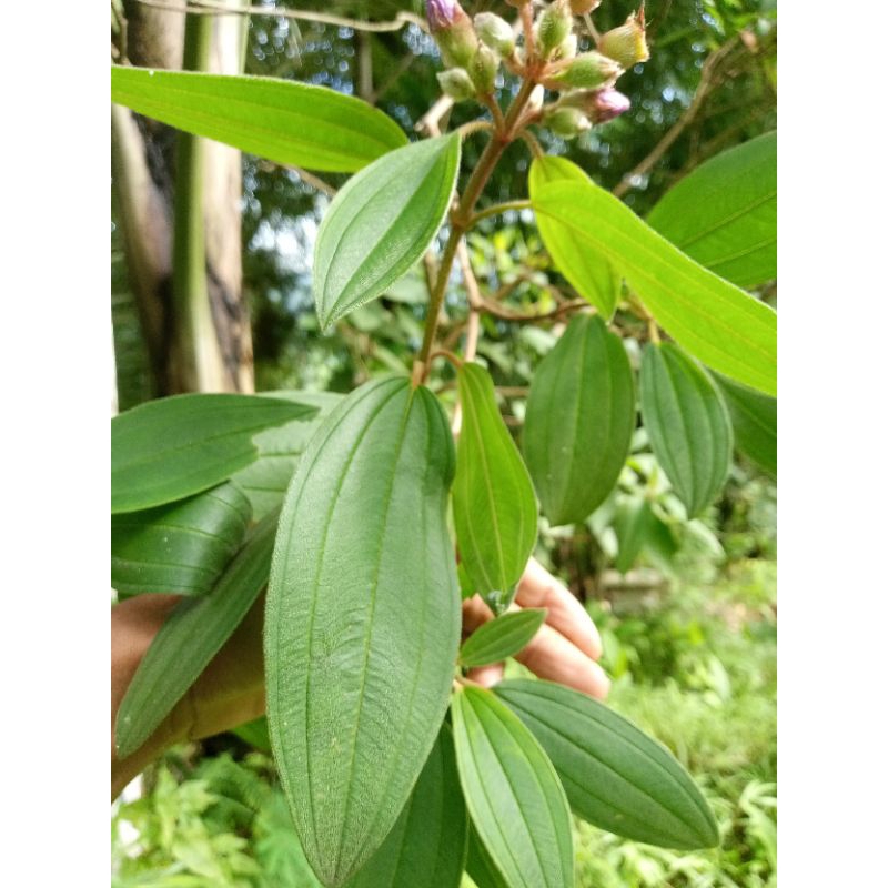 

500grm daun senggani Fress baru petik,obat herbal tradisional alami,daun senggani terlaris