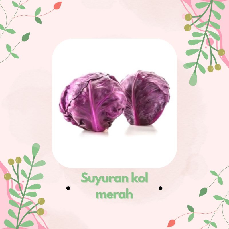 

kol unguu fresh petik dari kebunn murahh per kg