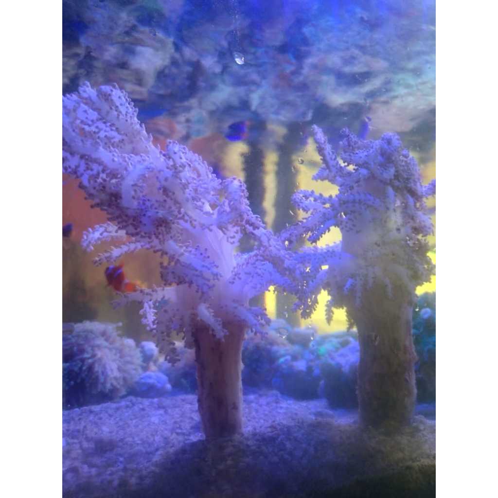 Seroja Natal [Koloni] - Christmas Tree Soft Coral