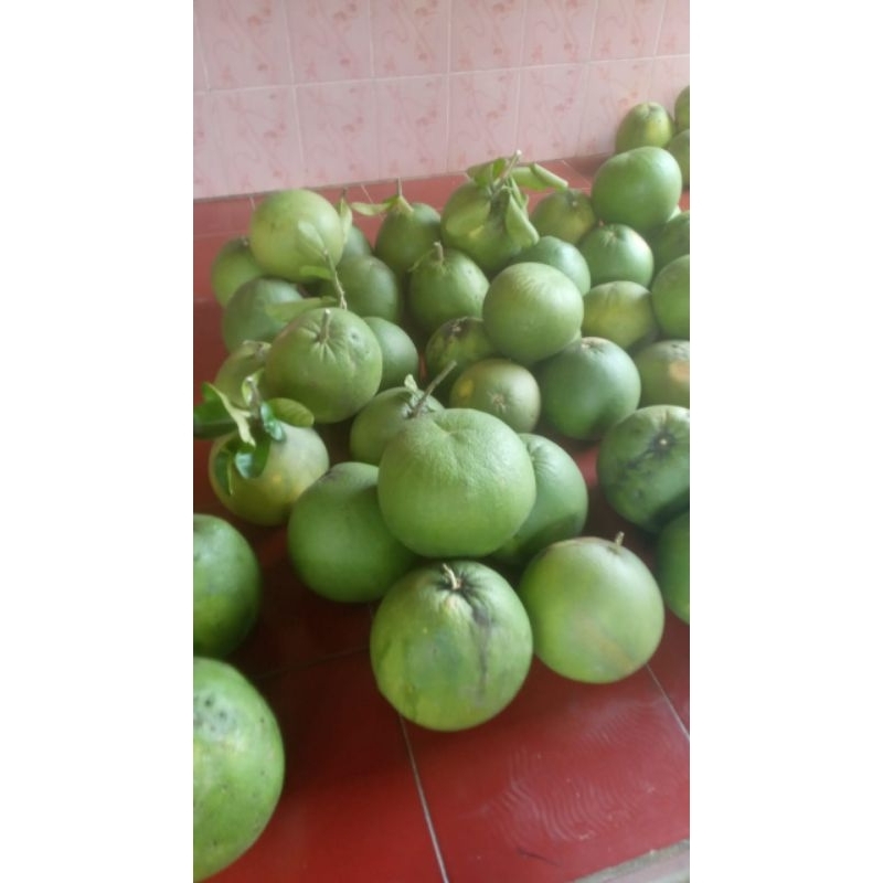 

JERUK PAMELO MADU MURIA BERAT 800-900gram