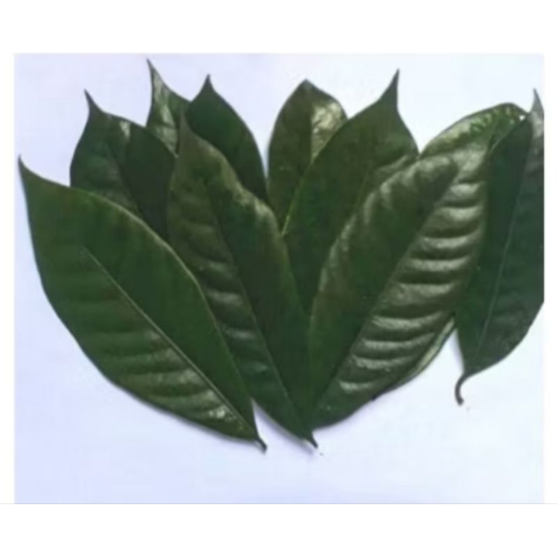 

daun pala berkhasiat herbal alami 100 lembar