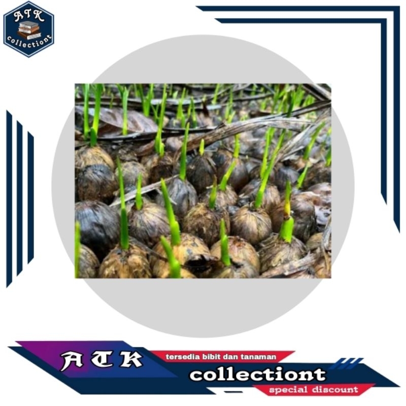 

Kecamah pinang / sambe unggul 1kg