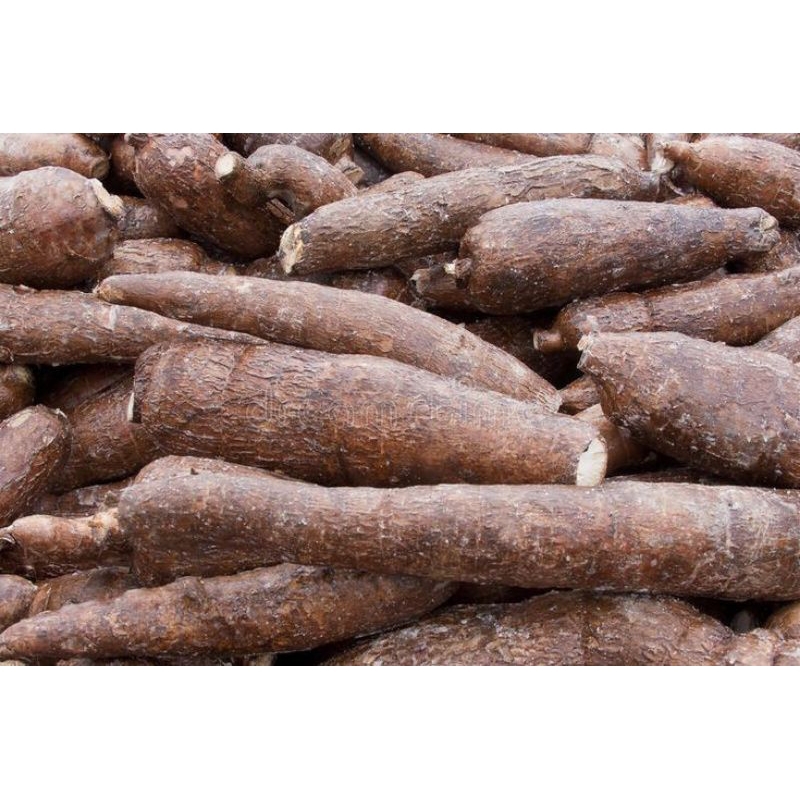 

Bibit ubi singkong gajah,bibit singkong gajah siap tanam per 1 kg
