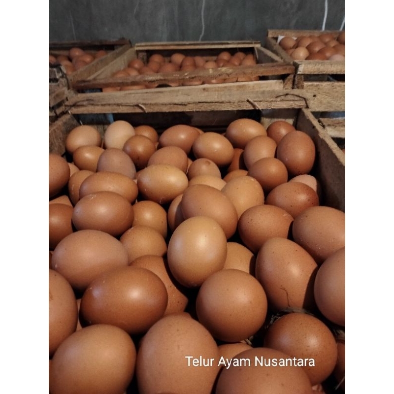 

Telur Ayam Negri