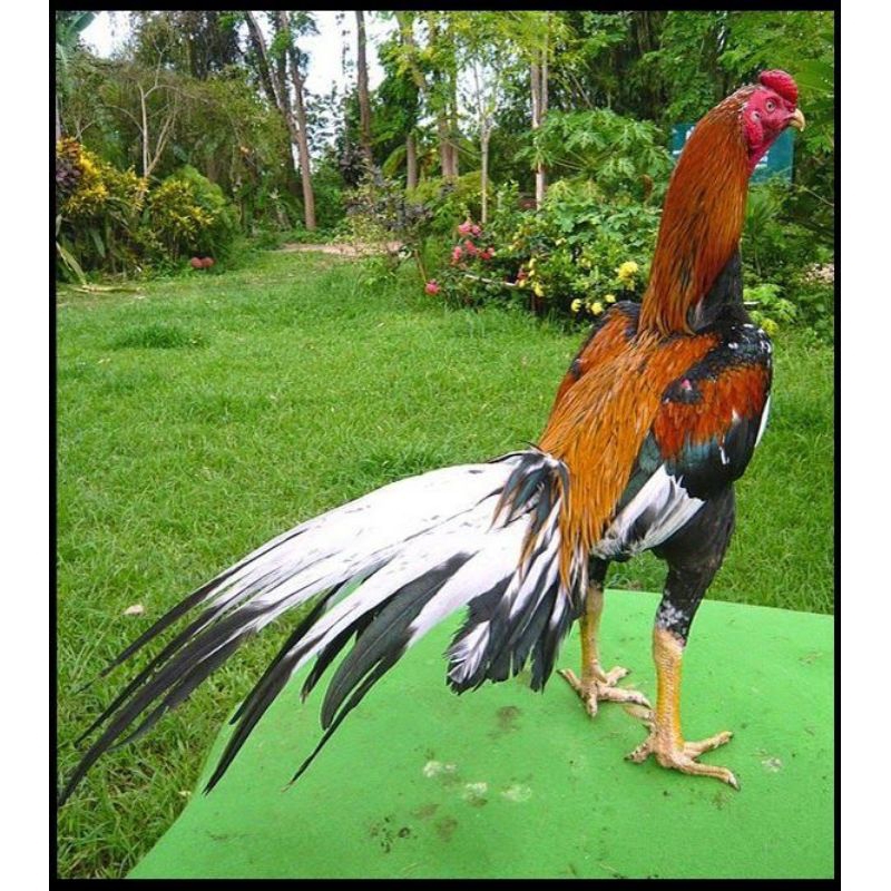 TELUR FERTIL AYAM BANGKOK (AYAM THAILAND ASLI