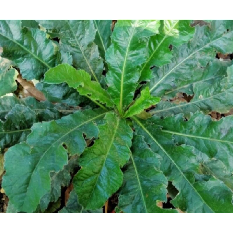 

Termurah Daun Tapak Liman & Akarnya Obat Herbal Alami.(1 pohon).