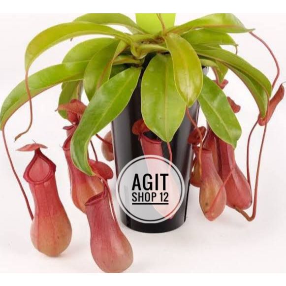 Anggrek kantong semar dewasa / anggrek kantong semar enepnthes dewasa