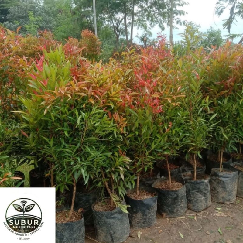 TANAMAN PUCUK MERAH/pohon pucuk merah besar rimbun