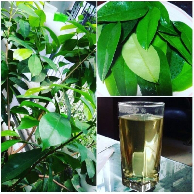 

Daun sirsak Alami di petik langsung dari pohon/Daun sirsak untuk kesehatan