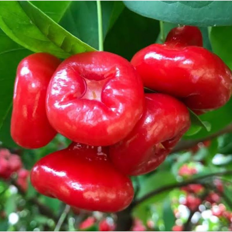 

Jambu Air Kancing Kecil Dan Gede Murah Fresh Baru Petik Berat 1 Kg Dijamin Ngiler