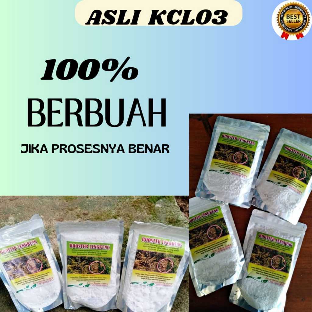 TERLARIS  Pupuk Buah Kelengkeng Cangkokan