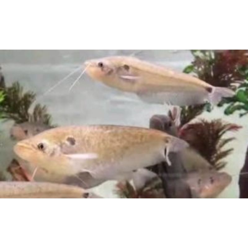 

Lempuk_ompok