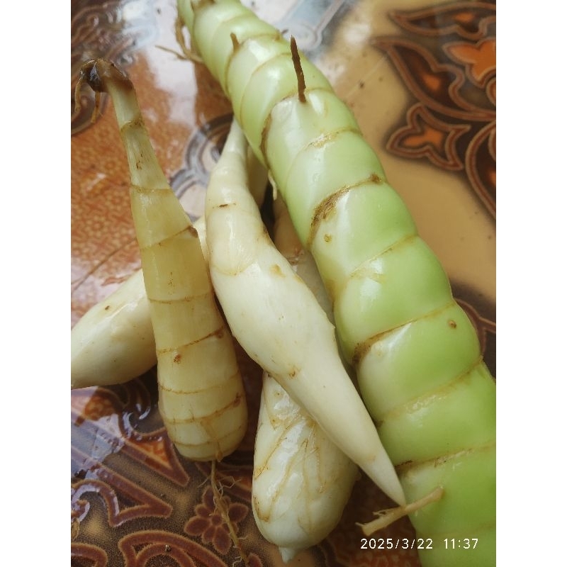 

Umbi garut segar | obat asam lambung | umbi terigu fresh 1 kg