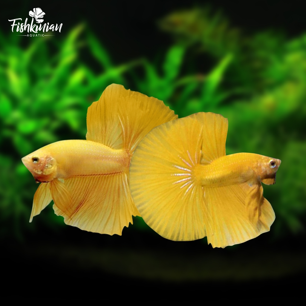 Ikan Cupang Halfmoon Double Tail (HMDT) Yellow GRADE A