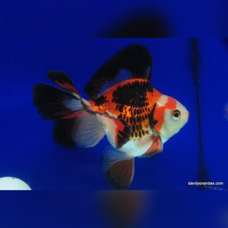Ikan Hias Koki Panda Tri Color Size M-L Koki Oranda Panda Goldfish Oranda Panda Tri Color Hiasan Aqu