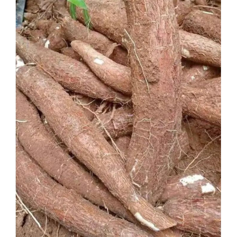 

singkong telo empuk meduk per 1kg murmer