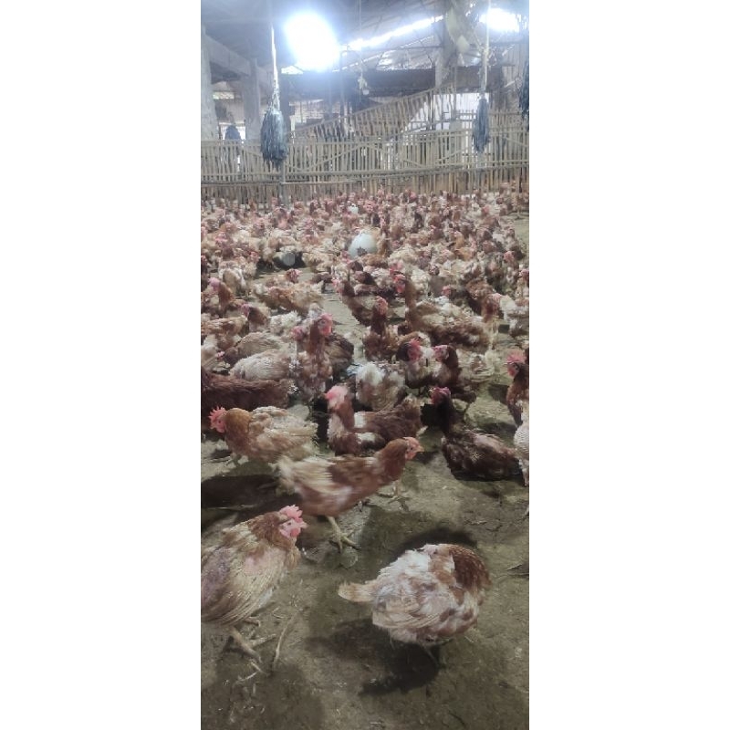

ayam merah/ayam petelur berat kurang lebih 1.5-1.6 kg
