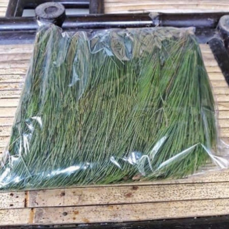 

Daun pinus segar fresh dipetik dadakan 1kg