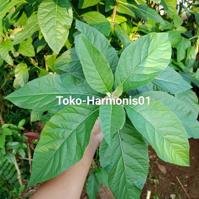 

Daun Afrika Segar 100gram