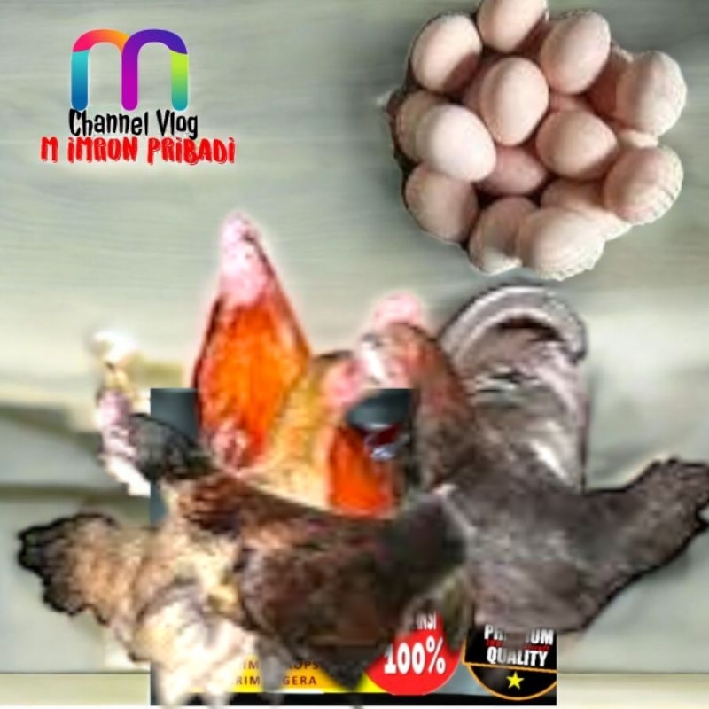 

IMRON PRIBADI Paket 30 Pcs TELUR FERTIL AYAM KUB2 Jalur PEDAGING Kwalitas Super Jaminan Menetas Hasil Peternak Profesional