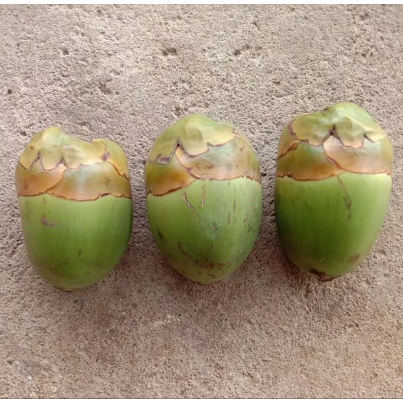 

Beluluk/Tembuluk kelapa