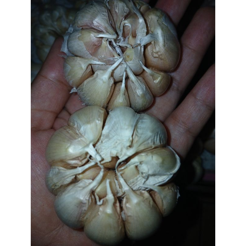 

BAWANG PUTIH MURAH 1KG