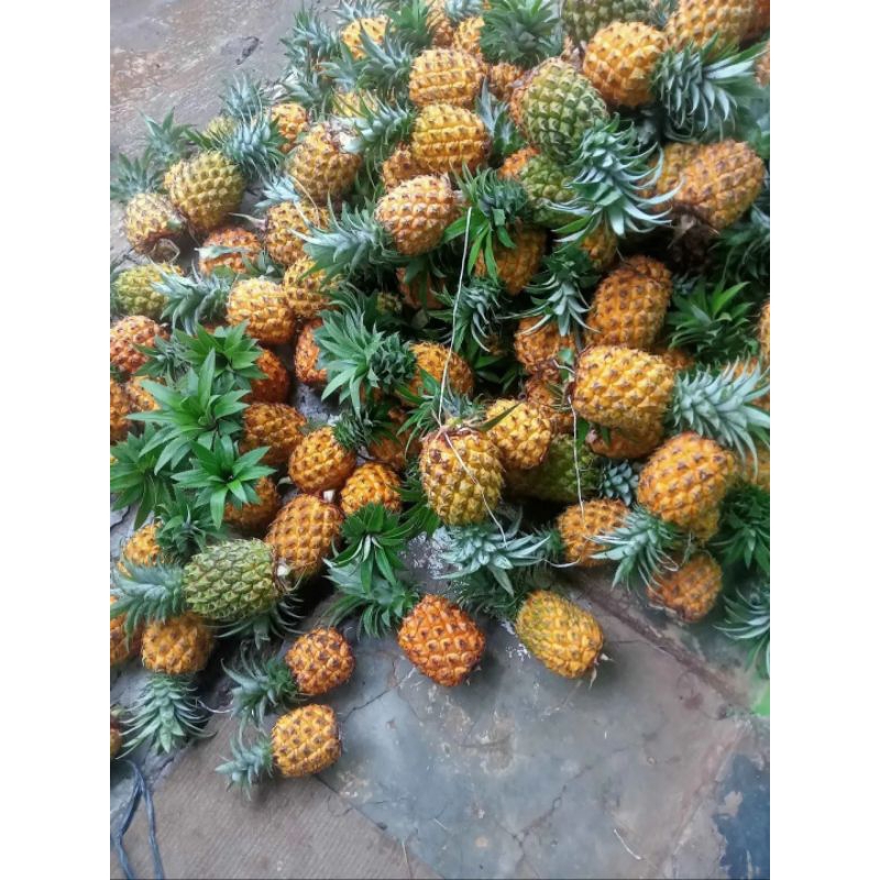 

Nanas madu khas pemalang