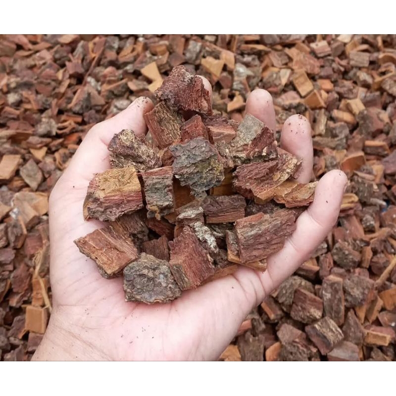 media tanam pine bark - kulit pinus