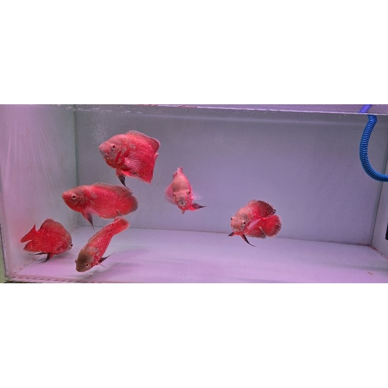 Ikan Oscar Nemo Super Red