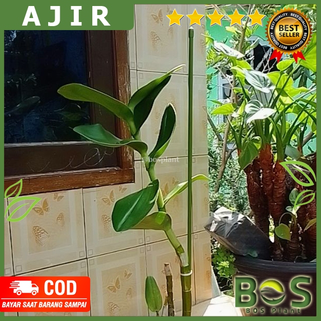 Bosplant -  Penyangga Tanaman Ajir Tanaman