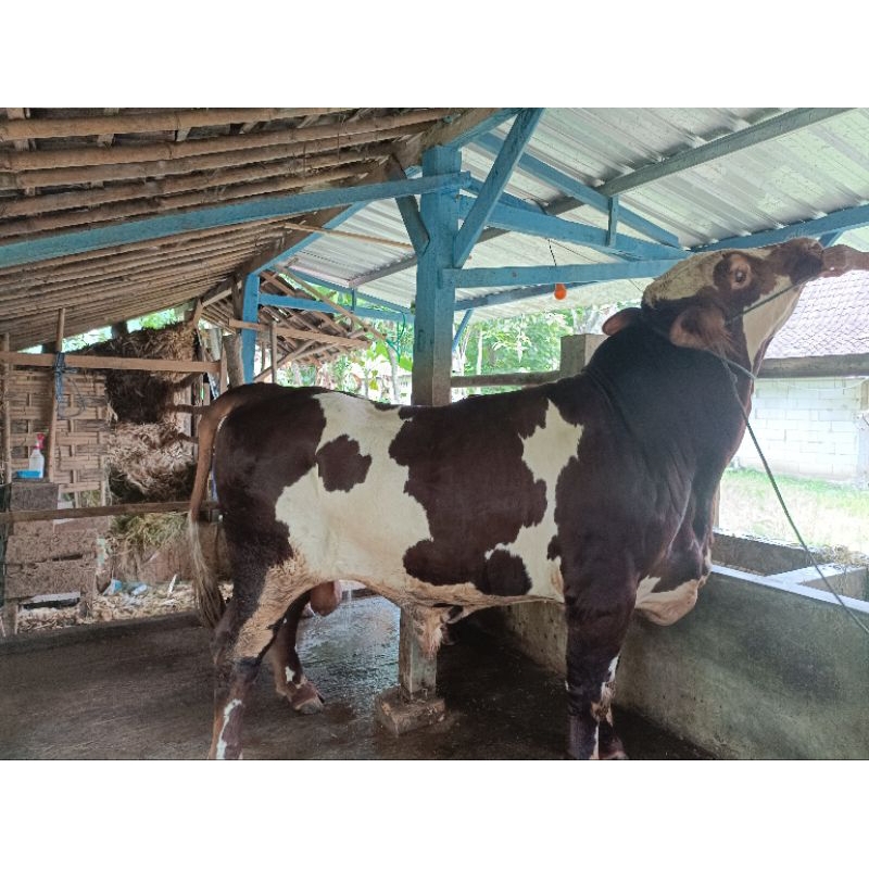 

Sapi Qurban 2025