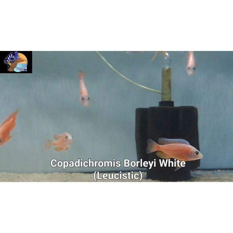 Copadichromis Borleyi Leucistic cichlid
