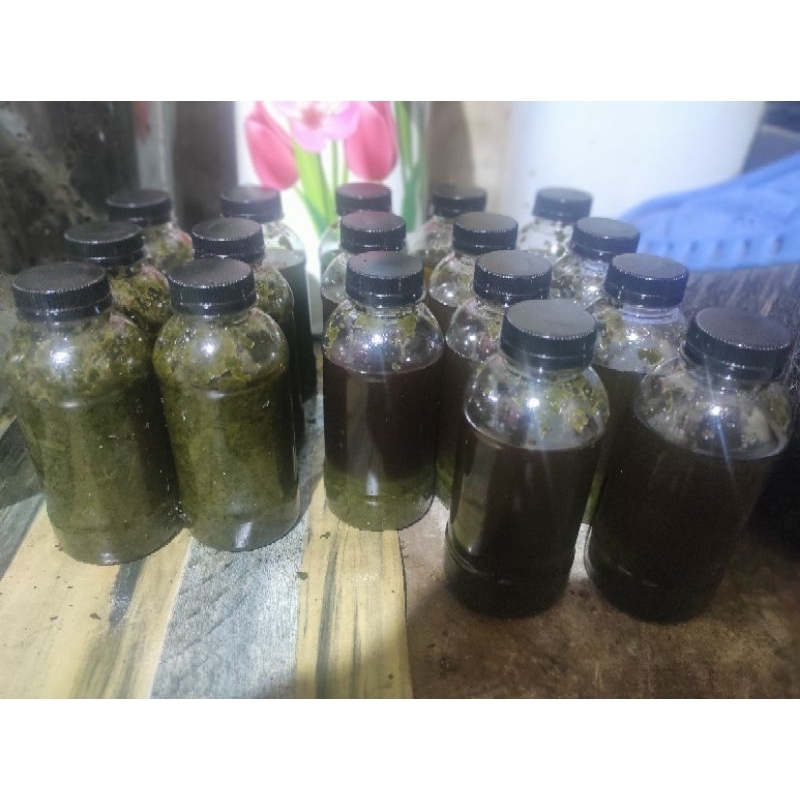 daun bungkus asli papua & minyak lintah asli papua