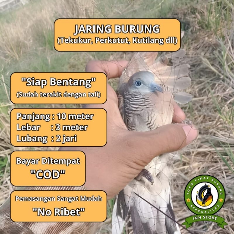 JARING BURUNG PERKUTUT JALA PIKAT PERKUTUT JARING BUAT PERKUTUT JARING BUAT BURUNG PERKUTUT JALA BUA