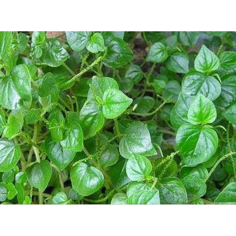 

sirih china atuh sireh cina atau bayam cina 1/4 kg