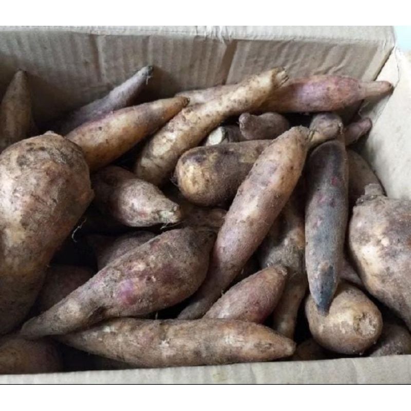 

ubi yakon Unyil 500 gram ready