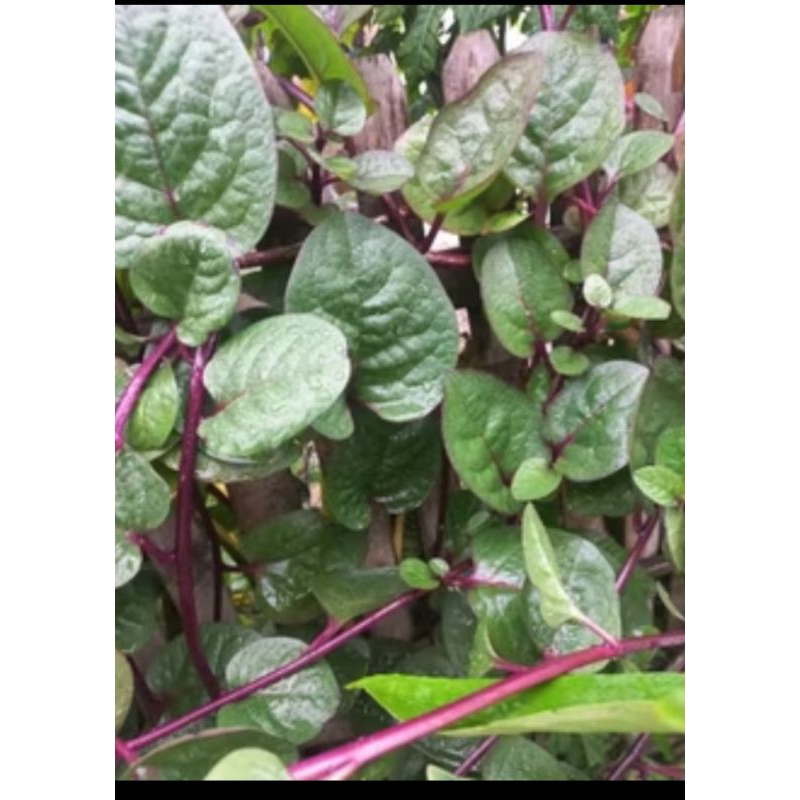 

daun binahong segar dan fresh order masuk langsung petik 100gram