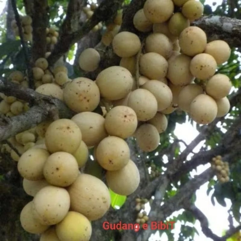 Bibit Buah Duku Kokosan | Buah Kokosan