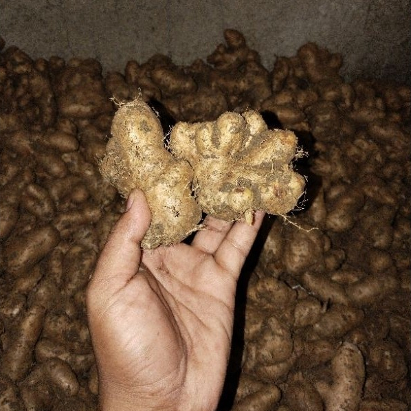 

Ubi Gembili Segar 500 Gram - Umbi Tradisional Kaya Manfaat