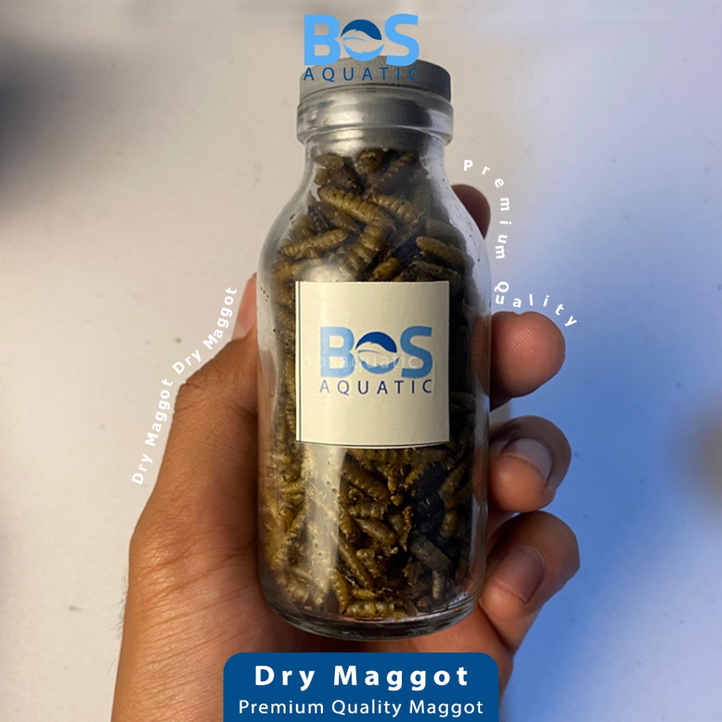 Bosaquatic - Maggot with Beta carotene Pakan Ikan Predator Channa Arwana Louhan Oscar Pbass Koi Beli