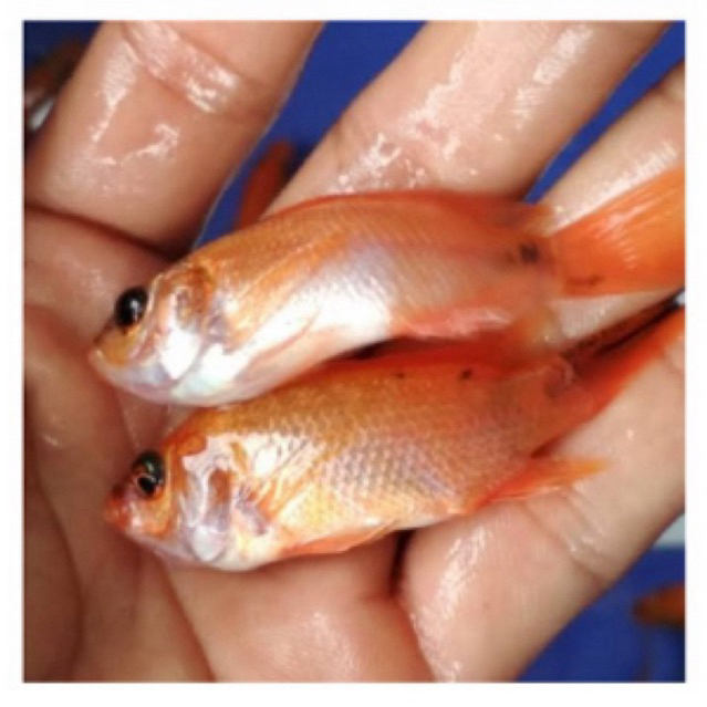 BIBIT IKAN NILA MERAH KAKAP PADANG 2 jari / Ikan sehat berkwalitas.