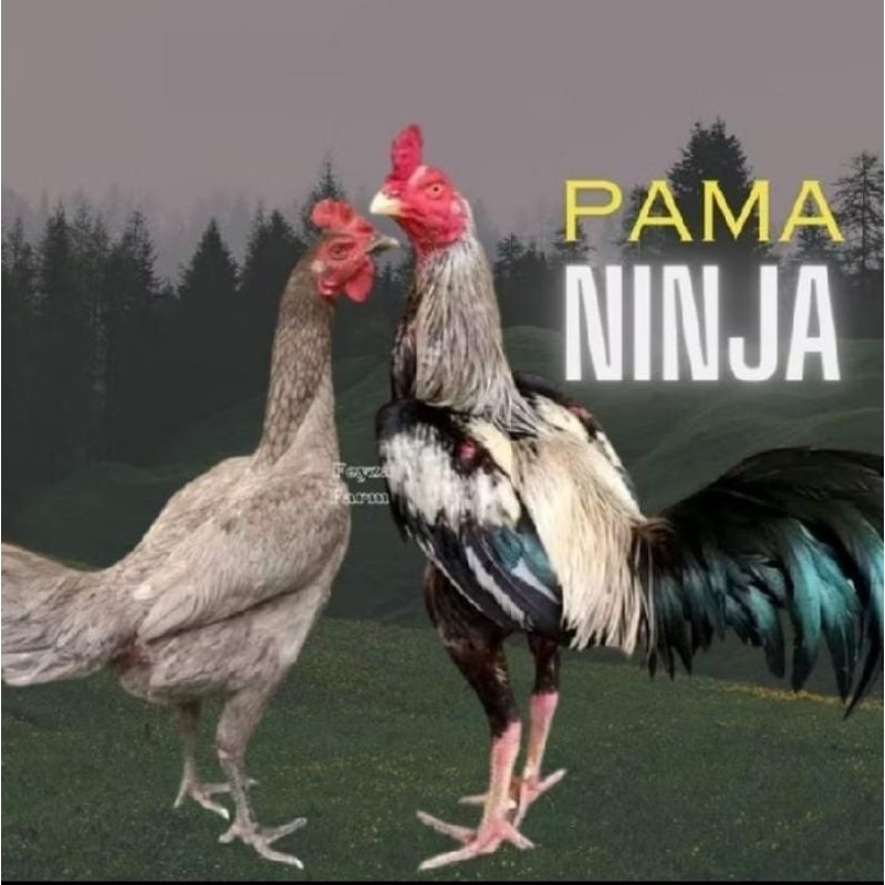 telur ayam pama ninja ori petarung untuk di tetaskan