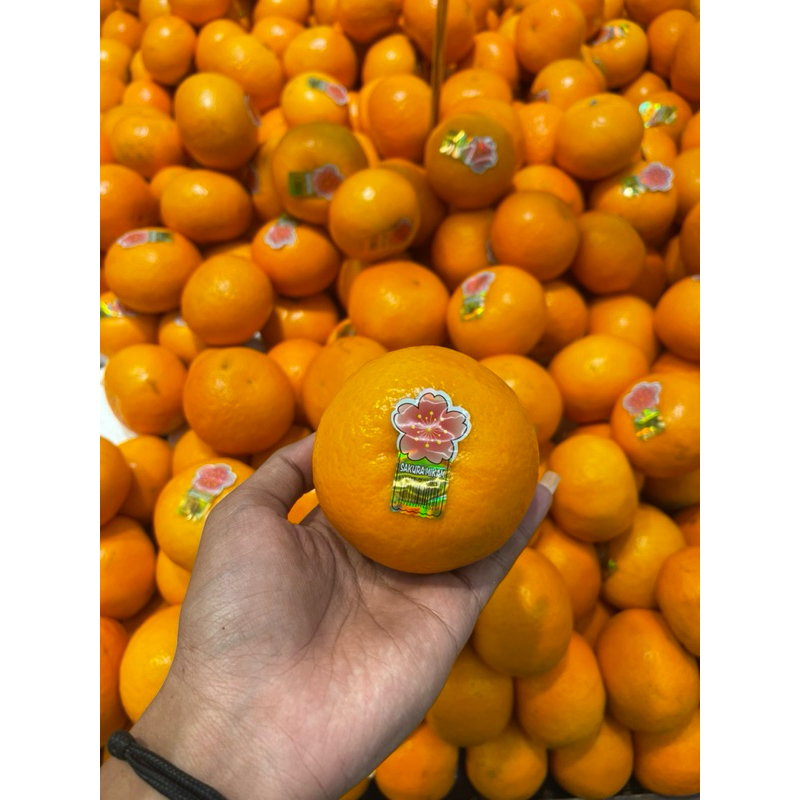 

Jeruk mikam sakura fresh 1kg