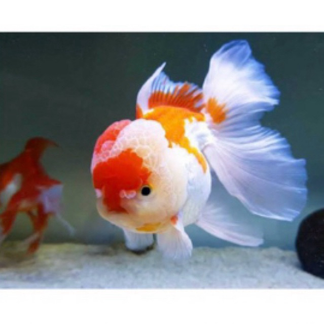 BIBIT IKAN KOKI ORANDA JAMBUL SEHAT BERKWALITAS.