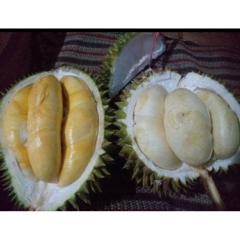 

Durian Lokal Legi Pait Gucialit