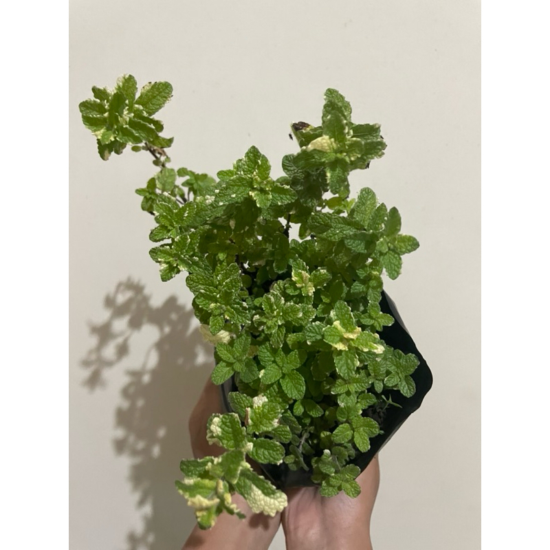 Bibit Mint, Daun Mint, Tanaman Mint, Pineapple Mint (Mentha Suaveolens  Variegata)